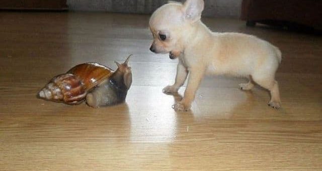 К чему снится улитка по сонникам Миллера и Ванги