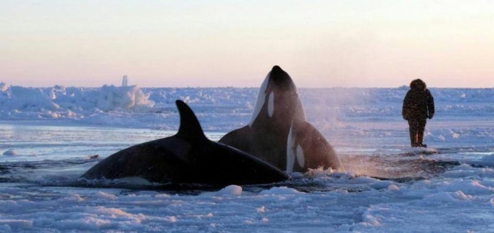 К чему снится касатка по толкованиям сонников, основным и фактическим значениям