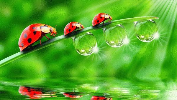 Примета: божья коровка