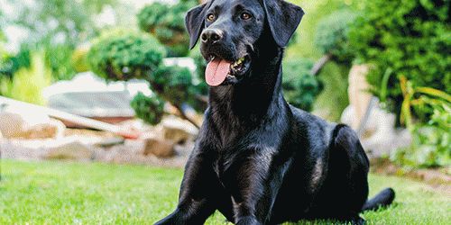 К чему снятся собаки во сне?