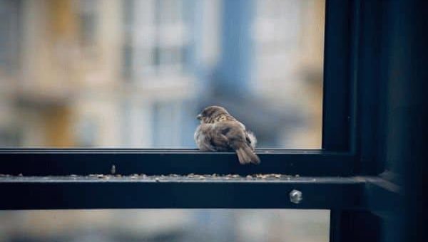 Примета: птица залетела на балкон