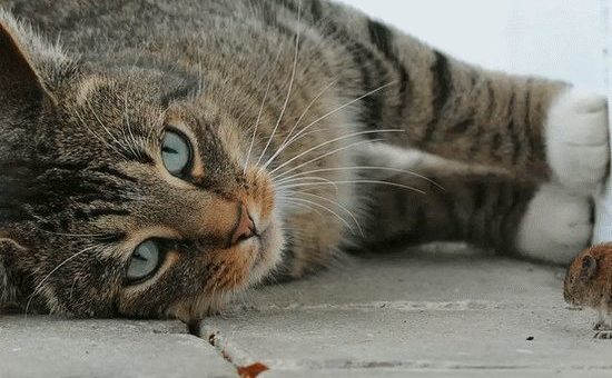 К чему снится мертвая кошка?