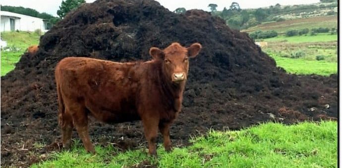 К чему снится навоз и значения органических удобрений во сне по сонникам