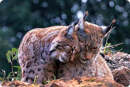 К чему снится рысь по сонникам Миллера, Ванги, Мары