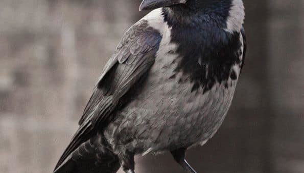 Приметы про ворон - что пророчит черный пернатый