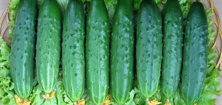 К чему снятся огурцы по сонникам: Ванги, Фрейда и др.