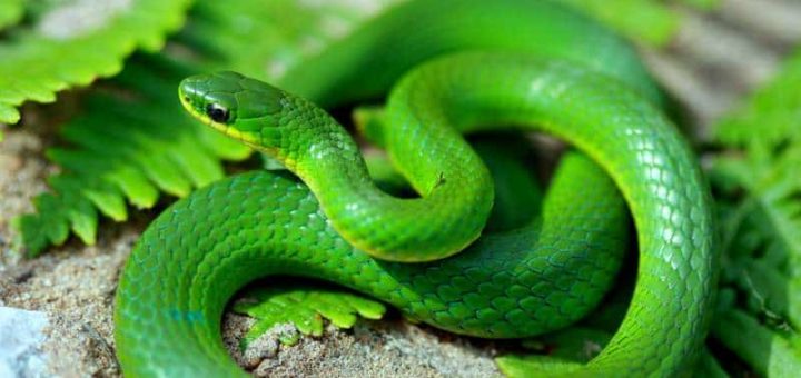 К чему снится змея (змеи) по сонникам: Ванги, Фрейда и др.