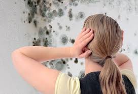 К чему снится плесень по сонникам Миллера, Фрейда, Ванги