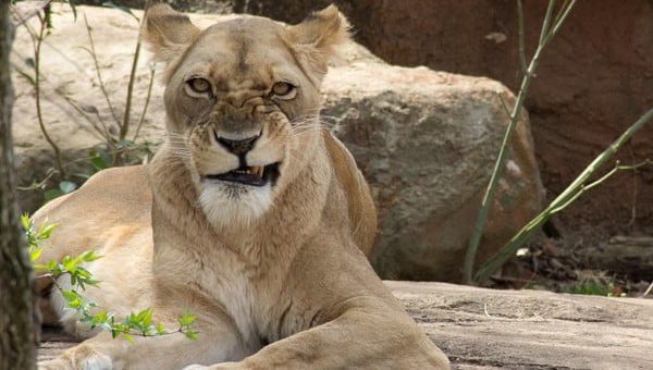 К чему снится львица по сонникам Нострадамуса, Фрейда, Миллера