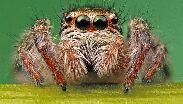 Примета: увидеть паука