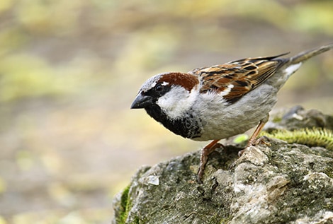 К чему снится воробей по сонникам Миллера, Фрейда.