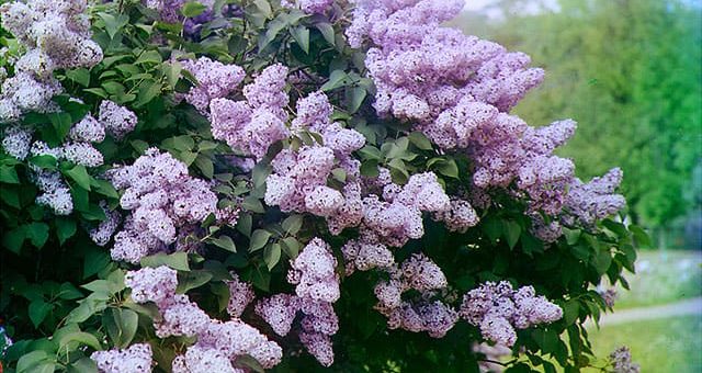 К чему снится цветущая сирень по основным сонникам