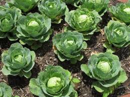 К чему снится капуста по сонникам Миллера, Фрейда, Цветкова