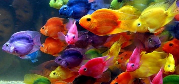 К чему снятся рыбки по сонникам и толкованиям основных значений