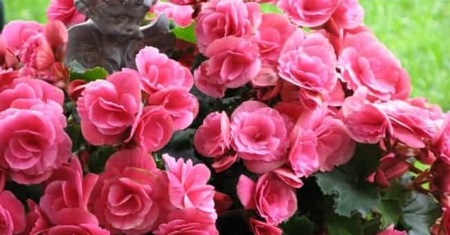 Бегония: приметы и суеверия про необычное тропическое растение