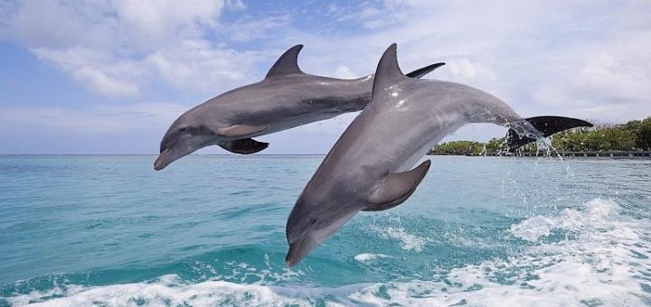К чему снится дельфин по сонникам Ванги, Нострадамуса
