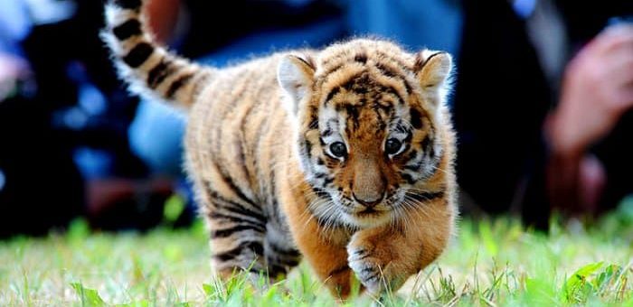 К чему снится тигрёнок по сонникам Фрейда, Ванги, Современному соннику