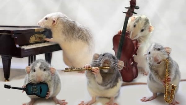 К чему снятся мыши в большом количестве по сонникам Миллера, Ванги