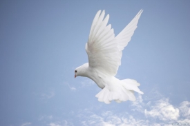 Приметы о птицах