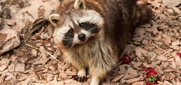 Сонник: к чему снится енот?