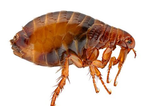 К чему снятся блохи по сонникам Ванги, Миллера и Фрейда.