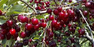 К чему снится спелая вишня на дереве по сонникам Фрейда, Миллера, Ванги