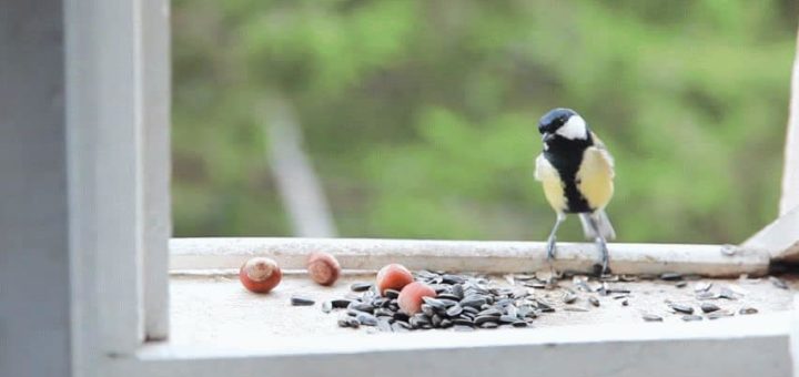 Примета: синица стучит в окно