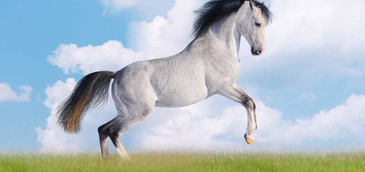 К чему снится белая лошадь по известным сонникам