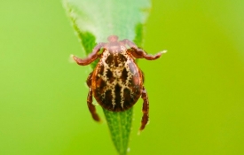 Что делать если укусил клещ