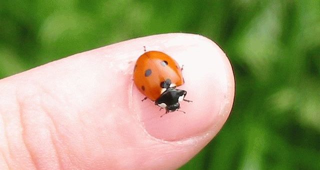 Примета: божья коровка в доме