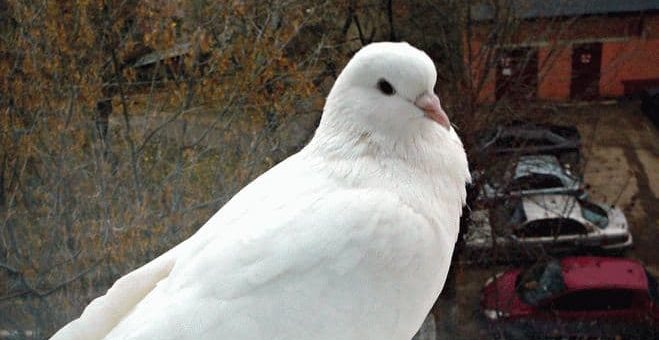 Примета: голубь сел на подоконник за окном