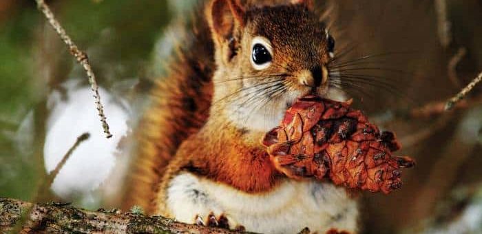 К чему снится белка по сонникам Миллера, Ванги, Фрейда и других