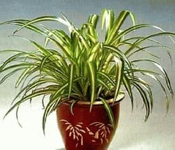 Хлорофитум - приметы и суеверия