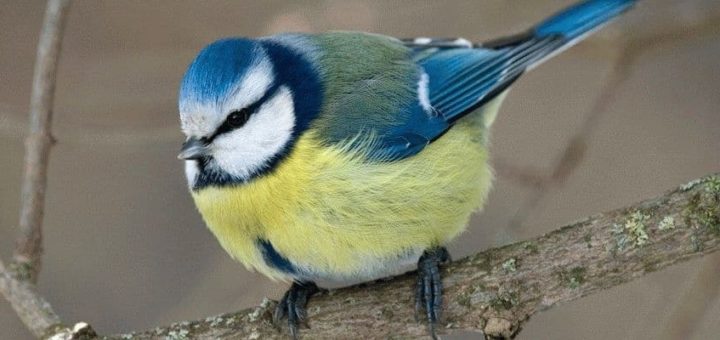 К чему снятся птицы во сне?