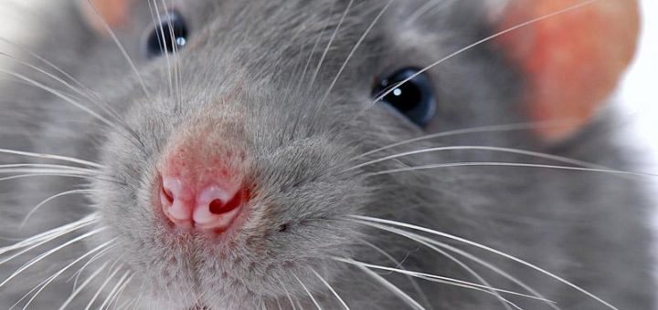 К чему снится крыса по сонникам: Миллера, Нострадамуса, Фрейда