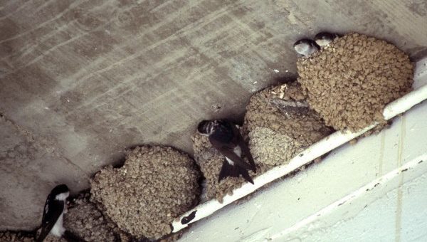 Счастливая примета: ласточка свила гнездо под крышей