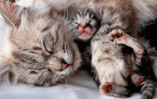 К чему снится что кошка родила котят?