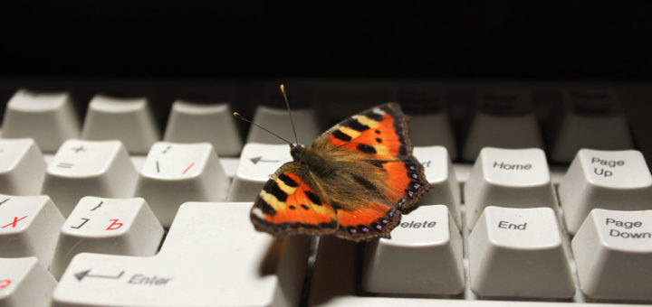 К чему снится бабочка по сонникам Миллера, Фрейда и др.