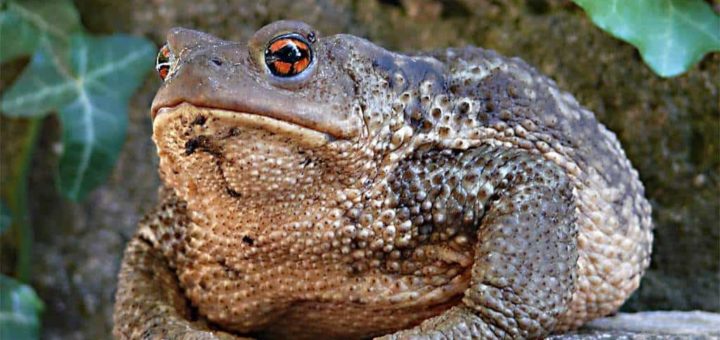 К чему снится жаба по сонникам Миллера, Фрейда, Лонго