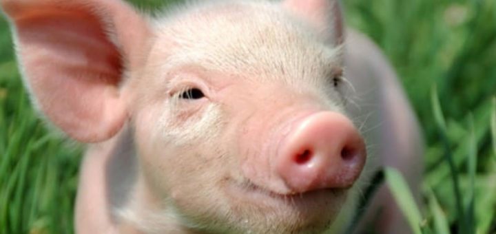 К чему снятся свиньи по сонникам и основным значениям