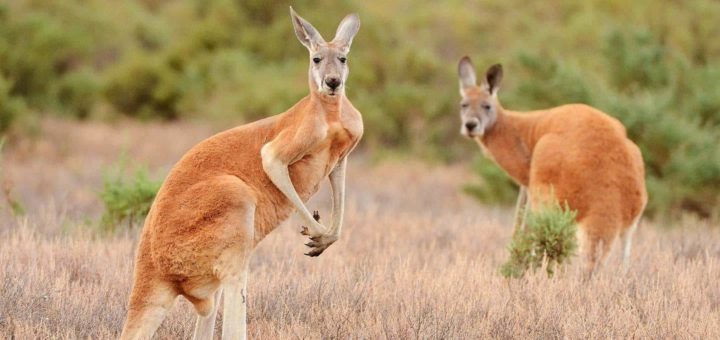 К чему снится кенгуру по толкованиям сонников и основным значениям
