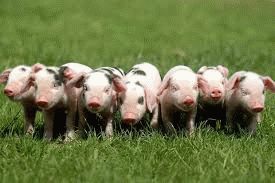 К чему снится маленький поросенок?