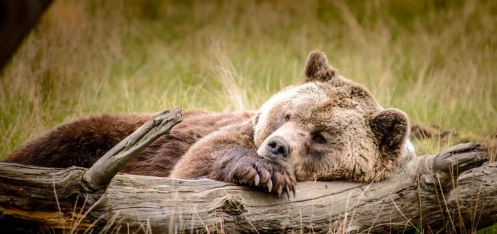 К чему снится бурый медведь по основным значениям и сонникам