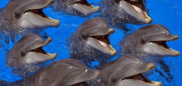 К чему снятся дельфины по сонникам: Миллера, Ванги и др.