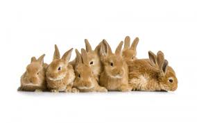 К чему снится кролик по сонникам Фрейда, Миллера, Ванги, Цветкова