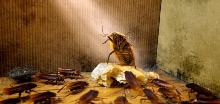 К чему снятся большие тараканы по сонникам Эзопа, Хассе, Лонго