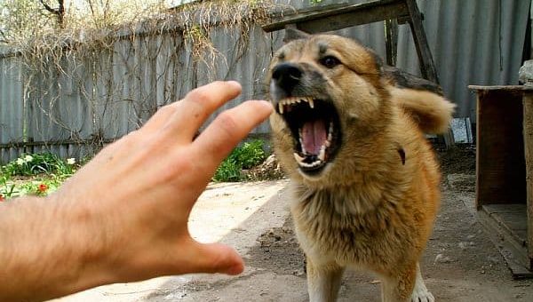 К чему снится нападение собаки по сонникам Ванги, Хассе