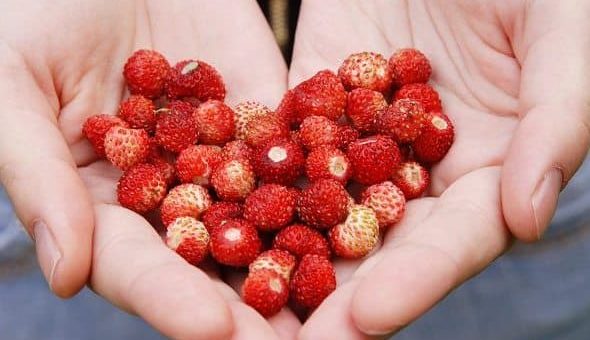 К чему снится земляника во сне по сонникам Миллера, Фрейда