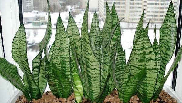 Что за цветок тещин язык - какие приметы и суеверия с ним связаны и какую пользу он приносит