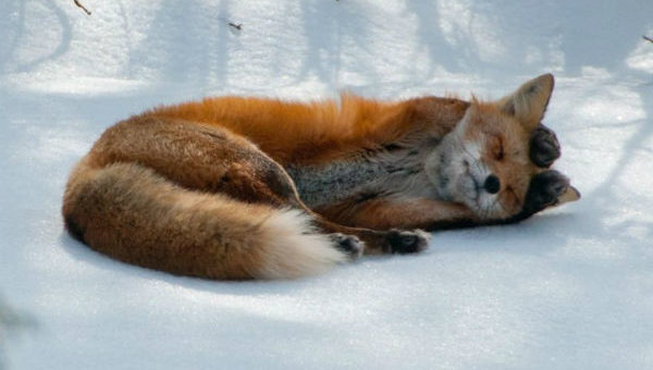 К чему снится рыжая лиса по сонникам Гришиной, Миллера